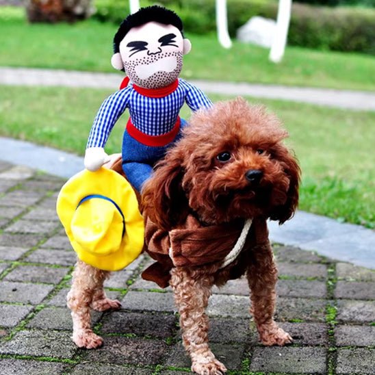 deguisement chien halloween cowboy sur dos caniche miniature