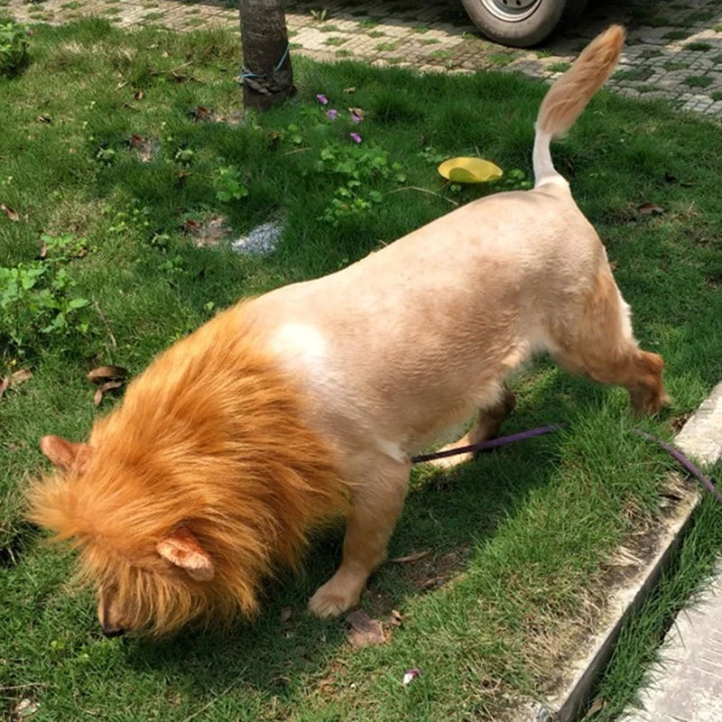 deguisement chien halloween criniere lion brun pale