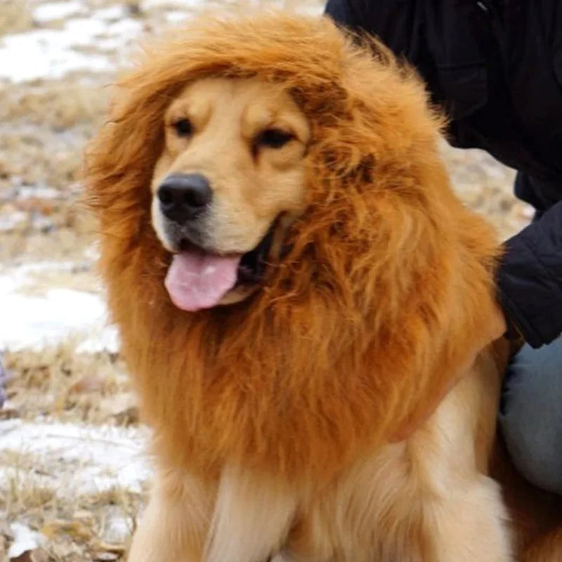 deguisement chien halloween criniere lion chaud hivert