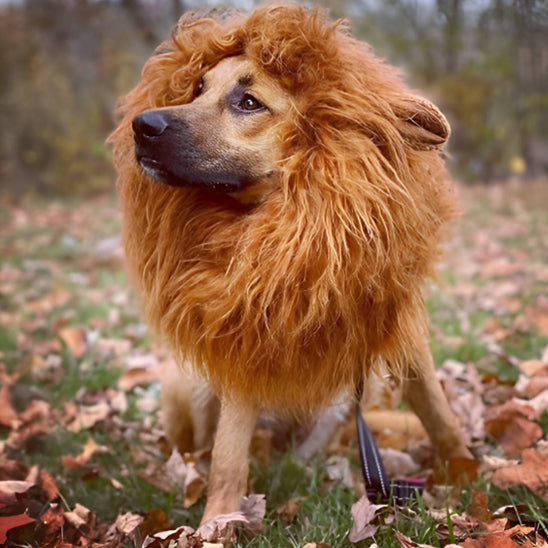 deguisement chien halloween criniere lion majestueux