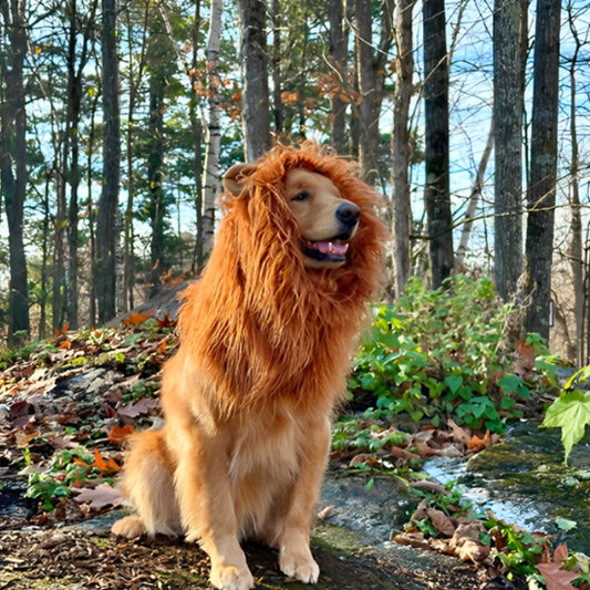 deguisement chien halloween criniere lion roi foret