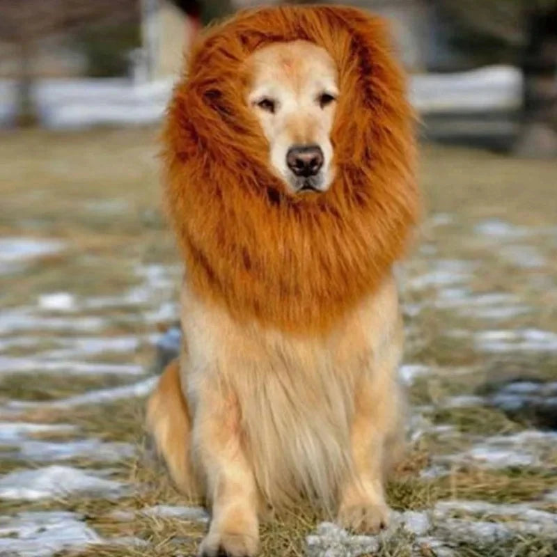 deguisement chien halloween criniere lion roi hiver