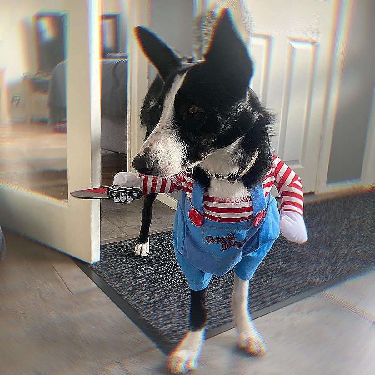 Déguisement chien Halloween | Poupée Chucky