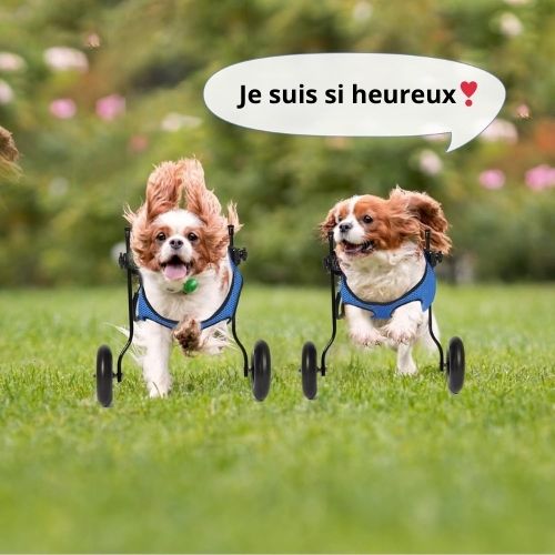 Fauteuil roulant pour chien