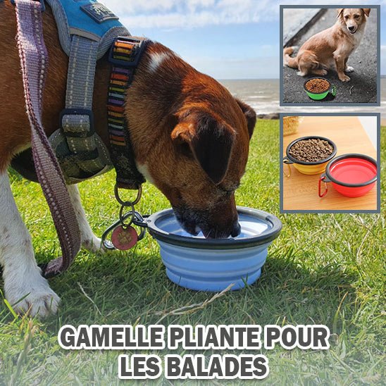 Gamelle pour chien - PetBowlProâą - PuppyDog Zone