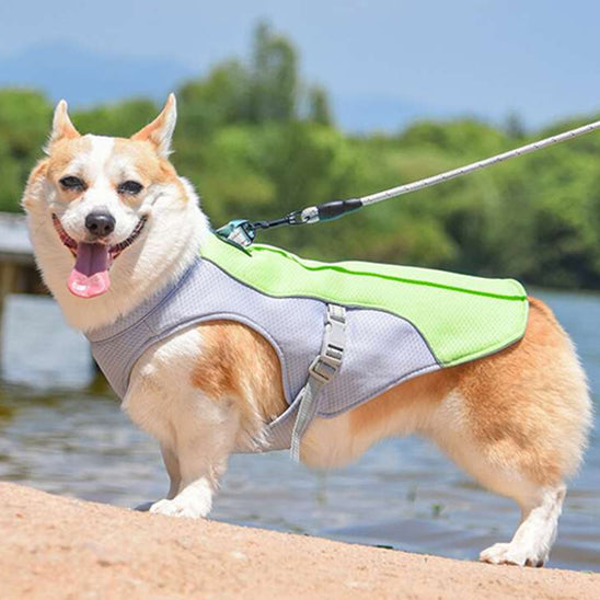 Gilet pour chien | Rafraichissant