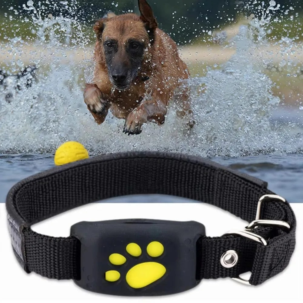 gros-chien-court-dans-l'eau-demontrant-le-gps-pour-collier-waterproof