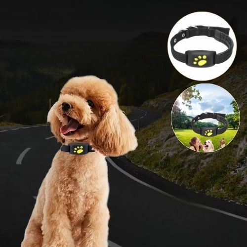 chien-caniche-assis-au-milieu-de-la-rue-perdu-avec-collier-gps-au-cou
