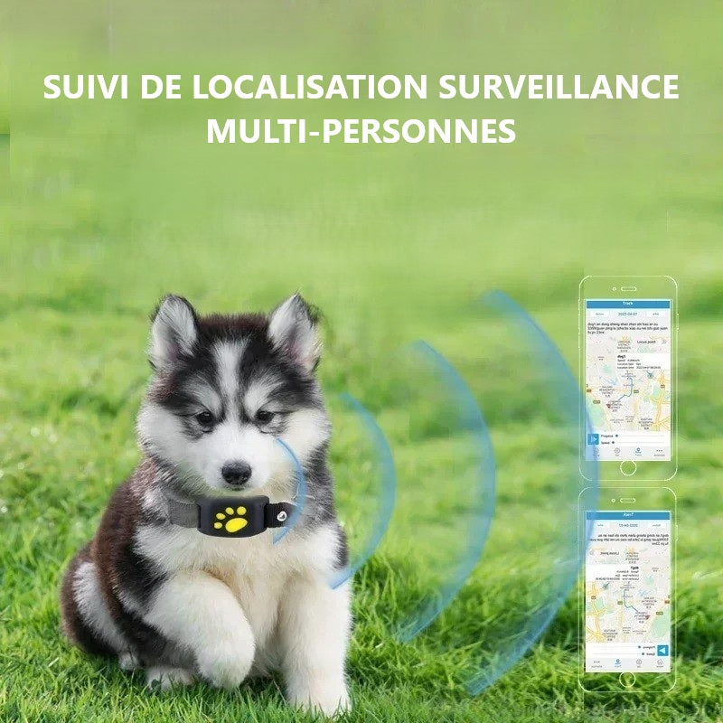 chiot-husky-assis-dans-l'herbe-avec-collier-gps