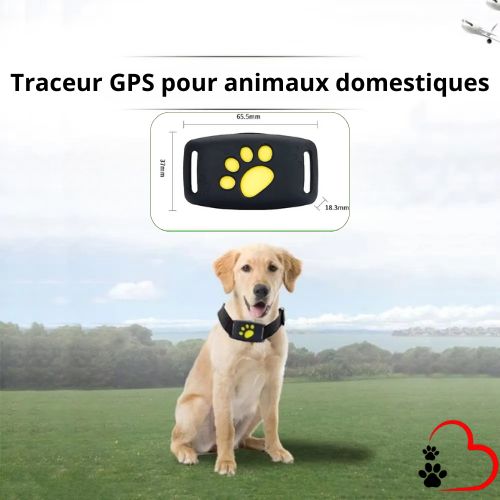 chien-labrador-porte-un-traceur-gps-motif-patte-chien-noir-jaune