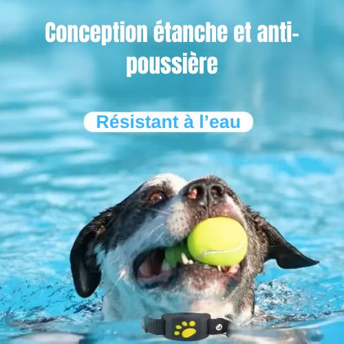 chien-qui-joue-a-la-balle-dans-l'eau-avec-un-traceur-gps-etanche-dans-le-cou