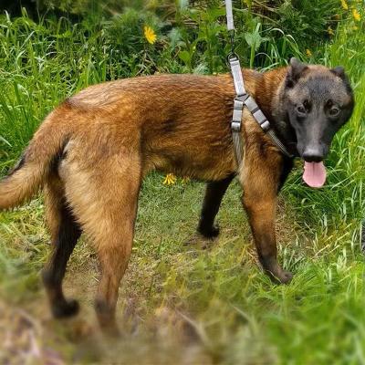 chien-dans-un-champs-gazonné-portant-un-harnais-à-sangles-gris