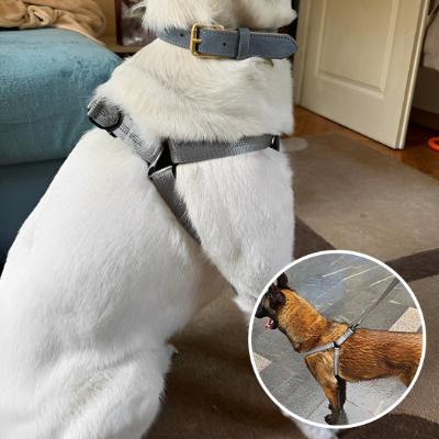 chien-labrador-et-photo-en-mortaise-chien-berger-allemand-portant-tout-les-deux-un-harnais-à-sangle-gris