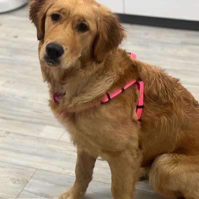golden-retriver-assis-avec-un-harnais-rose