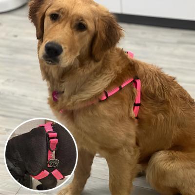 chien-golden-retriver-assis-il-porte-un-harnais-rose