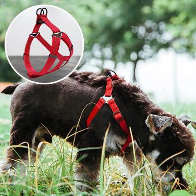 chien-schnauzer-miniature-dehors-sur-le-gazon-portant-un-harnais-rouge