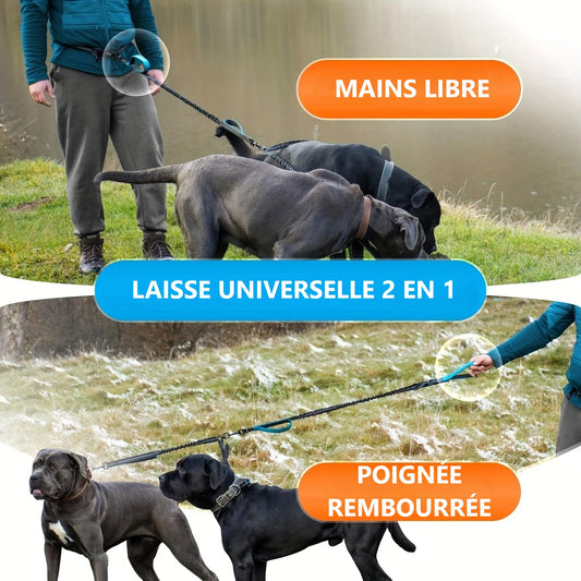 chien-race-cane-corso-au-bord-de-l'eau-avec-maitre-laisse-double-attache-taille