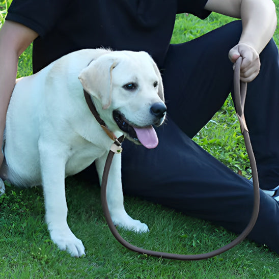 chien-labrador-blond-assis-avec-son-maitre-qui-le-tiens-en-laisse
