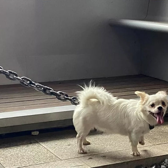 chien-de-petite-taille-attaché-avec-une-laisse-en-grosse-chaine-de-ferre