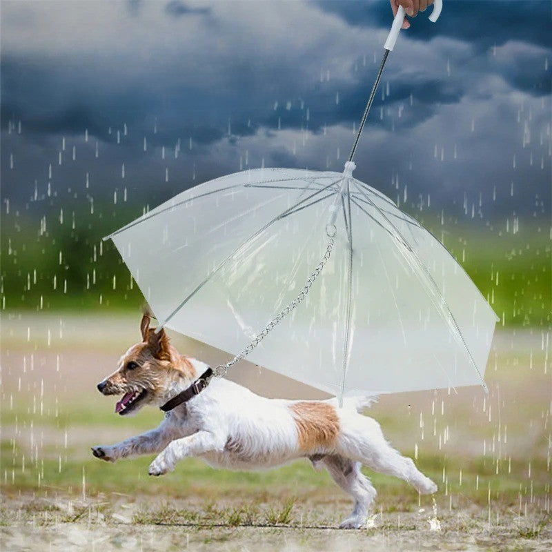 laisse pour chien parapluie chien jack russell court sous la pluie