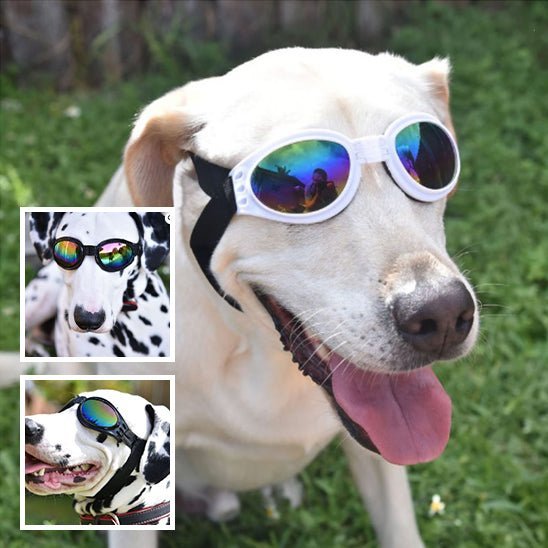 Lunette pour chien | GoggleDogâą - PuppyDog Zone