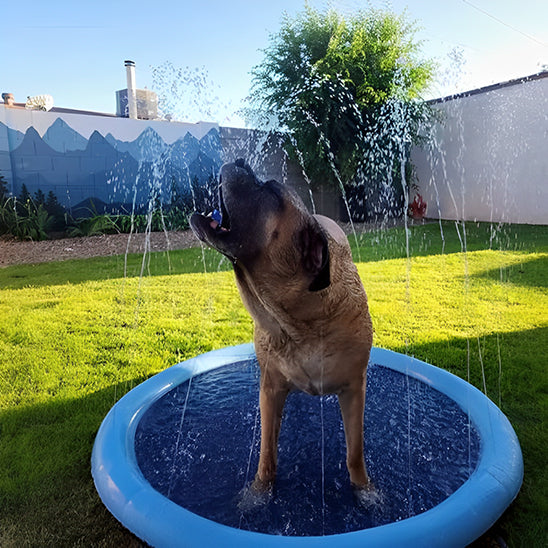 piscine pour chien tapis arroseur chien attrape les jets eau