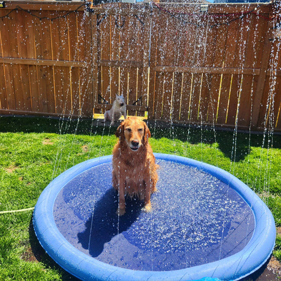 piscine pour chien tapis arroseur-goldenretriver se fait arroser sous fontaine deau