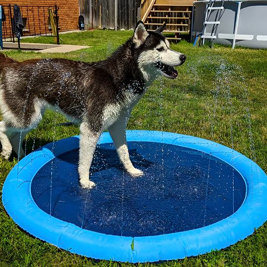 pisicine pour chien tapis arroseur-husky pattes dans l'eau de piscine