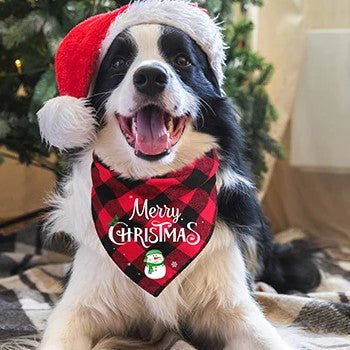 bandana chien noel chien bouvier heureus devant sapin