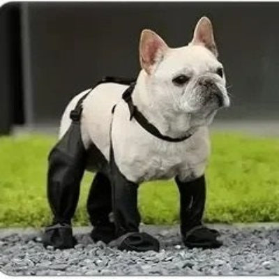 Bottes pour chien à bretelles protègent toute la patte