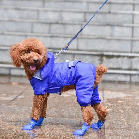 Chien caniche miniature avec des bottes caoutchouc bleues