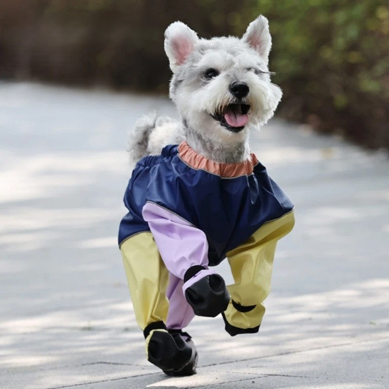 petit-chien-marchant-avec-des-bottes-pantalon-multicolore
