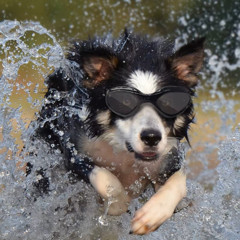 chien-court-dans-l'eau-qui-éclabousse-il-a-des-lunettes-protectrices