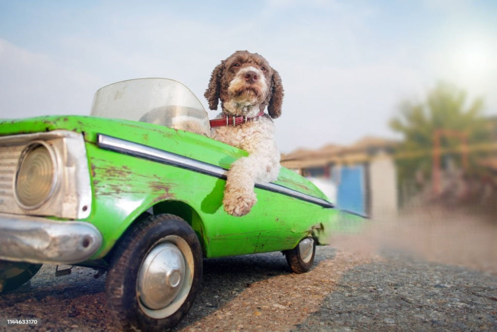 sortir-avec-pitou-en-voiture