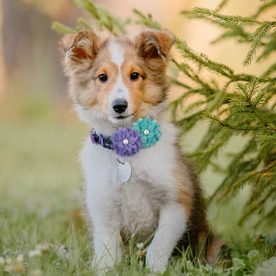 Chiot-Berger-des-shetland-près-d'un-sapin-vert-à-l'extérieur-portant-dans-son-collier-deux-jolies-fleurs-mauve-et-bleu