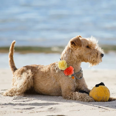 chien-terrier-irlandais-couché-sur-une-plage-avec-un-jouet-et-à-son-cou-des-fleurs-jaune-et-orange-dans-son-collier