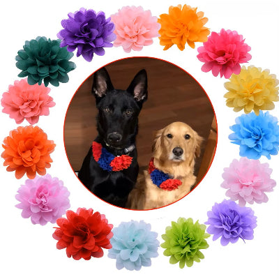 chien-australian-kelpie-et-goldenretriver-portant-des-fleurs-rouge-et-bleu-dans-leur-collier-ils-sont-au-centre-d'une-couronne-de-fleurs-multi-color