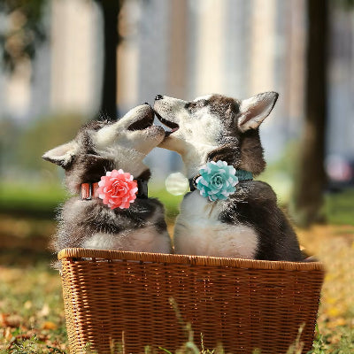 deux-bébés-husky-jouant-dans-un-panier-en-osier-et-ils-portent-une-fleur-dans-leur-collier-une-rose-et-une-bleue