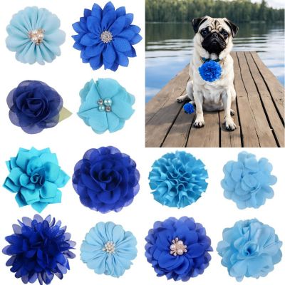 chien-carlin-sur-un-quai-au-lac-portant-une-fleur-oeillet-bleu-et-il-y-a-toutes-les-modèles-de-fleurs-bleues-disponibles