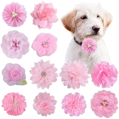 chien-avec-une-fleur-rose-au-collier-montrant-toute-les-modèles-de-fleurs-rose-pâle