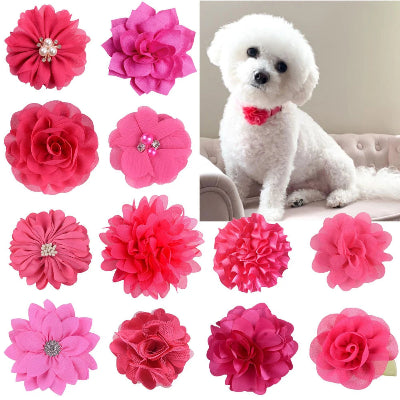 chien-bichon-avec-une-fleur-au-collier-et-toutes-les-fleurs-rose-disponible