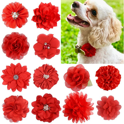 chien-caniche-porte-une-fleur-rouge-à-son-collier-et-toutes-les-modèles-de-fleurs-rouges-disponible