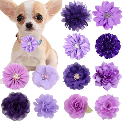 chien-chihuahua-qui-porte-une-fleur-violet-à-son-collier-et-toutes-les-modèles-de-fleurs-mauves-disponibles