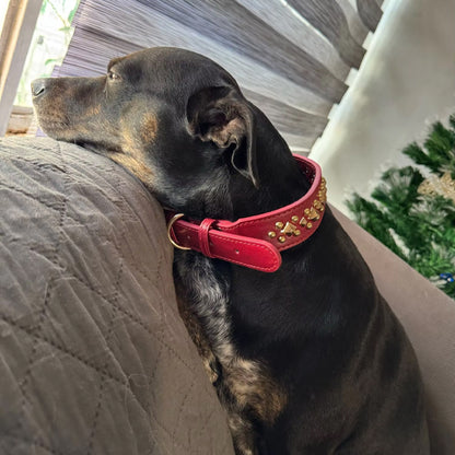 Collier en cuir pour chien