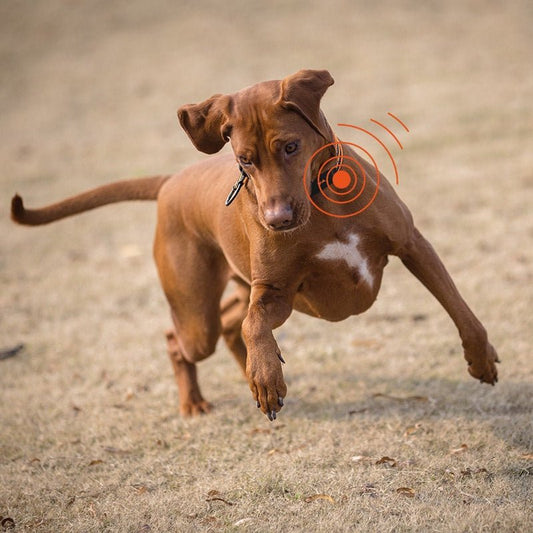 Collier GPS pour chien | JoliePatte™ - PuppyDog Zone