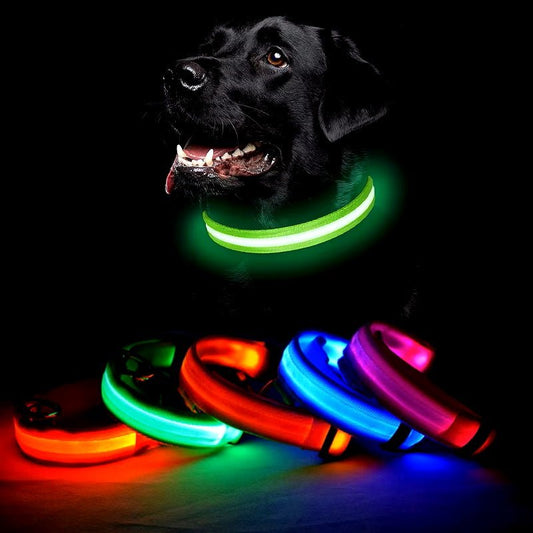 Collier lumineux pour chien qui éclair de différentes couleurs