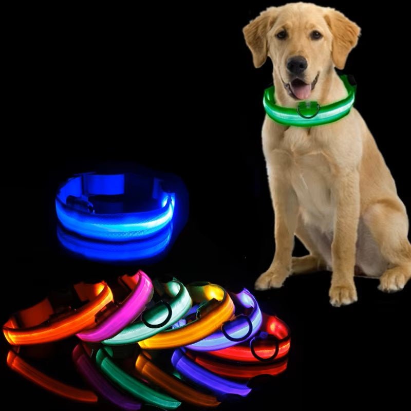 Chien Labrador qui porte un collier lumineux vert et devant lui les autres couleurs disponibles