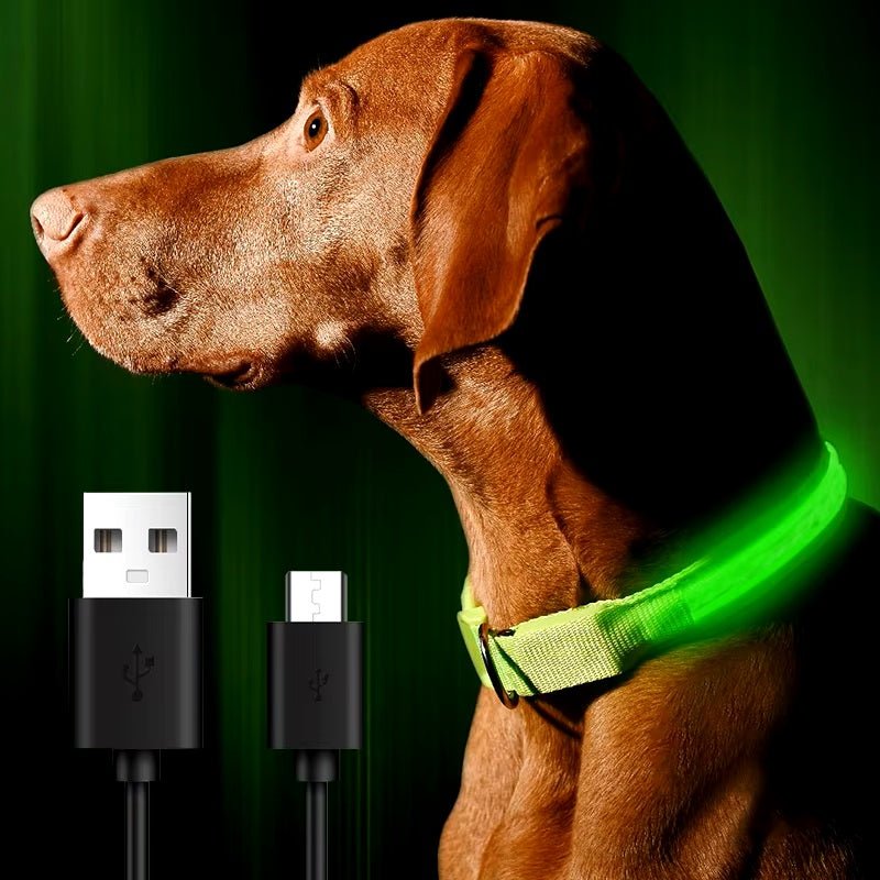Un chien qui porte un collier lumineux rechargeable USB
