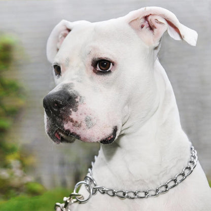 Collier pour chien | Chaîne acier inoxydable