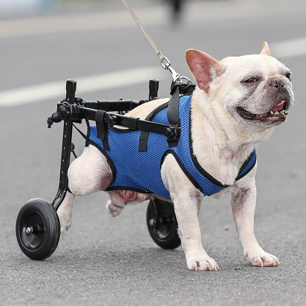 bulldog en laisse avec les pattes arrière dans fauteuil roulant pour chien